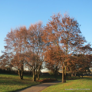 Acer campestre (Field Maple) POTTED