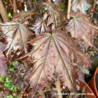 Acer platanoides 'Crimson Sentry' POTTED Acer platanoides 'Crimson Sentry' POTTED