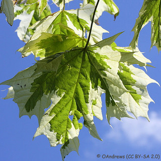 Acer platanoides 'Drummondii' BAREROOT Acer platanoides 'Drummondii' BAREROOT