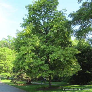 Acer platanoides 'Drummondii' BAREROOT