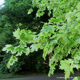 Acer platanoides 'Drummondii'  POTTED Acer platanoides 'Drummondii'  POTTED