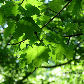Acer platanoides (Norway Maple) BAREROOT Acer platanoides (Norway Maple) BAREROOT