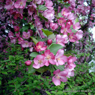 Malus 'Direktor Moerland' (Crabapple) POTTED Malus 'Direktor Moerland' (Crabapple) POTTED