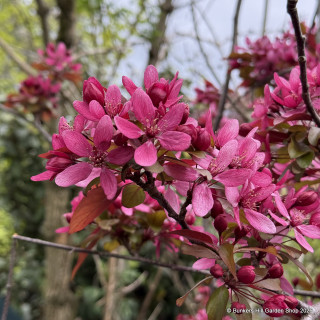 Malus 'Direktor Moerland' (Crabapple) POTTED