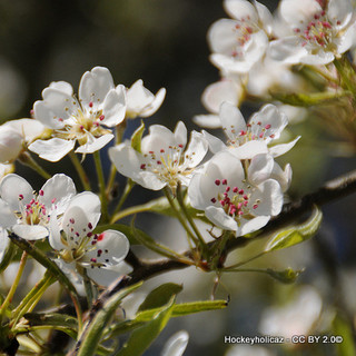 Malus floribunda (Japanese Crab Apple) POTTED