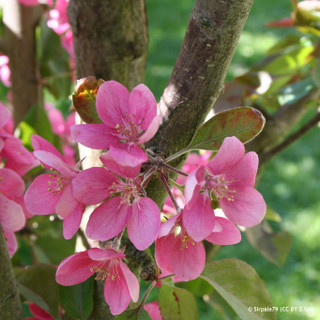 Malus 'Maypole' (Ballerina Crab Apple) POTTED Malus 'Maypole' (Ballerina Crab Apple) POTTED