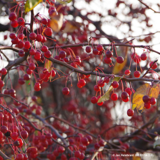 Malus 'Red Sentinel' (Crab Apple) POTTED Malus 'Red Sentinel' (Crab Apple) POTTED