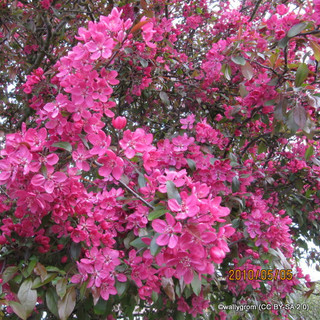 Malus 'Royalty' (Crabapple) POTTED Malus 'Royalty' (Crabapple) POTTED