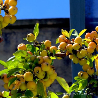 Malus 'Winter Gold' (Crabapple) POTTED Malus 'Winter Gold' (Crabapple) POTTED