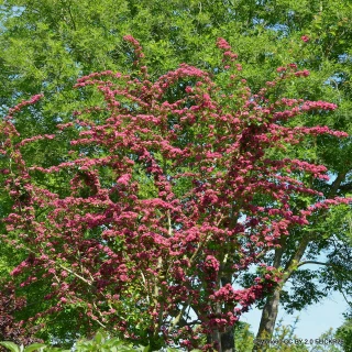 Crataegus laevigata 'Rosea Flore Pleno' POTTED