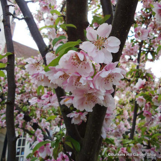 Prunus hillerii 'Spire' (Flowering Cherry) POTTED Prunus hillerii 'Spire' (Flowering Cherry) POTTED