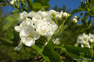 Crataegus 'Flore Plena' (Hawthorn)  POTTED
