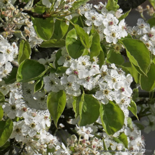 Pyrus calleryana 'Chanticleer' (Callery Pear) POTTED