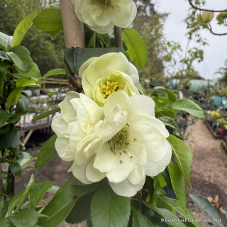 Chaenomeles spec. Yukigoten' 80-90cm (10L)