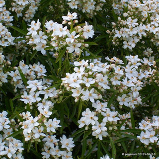 Choisya 'Aztec Pearl' sense