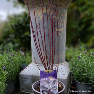 Cornus alba 'Nightfall' 3L