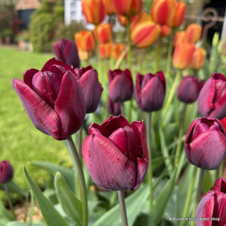 Tulip 'Ronaldo' bag of 50 bulbs