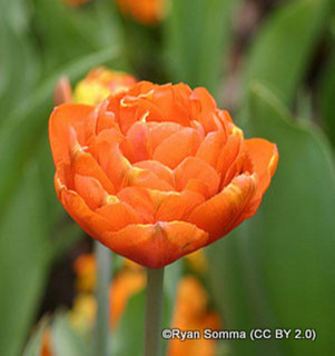 Tulip 'Orange Nassau' - Bag of 25 bulbs