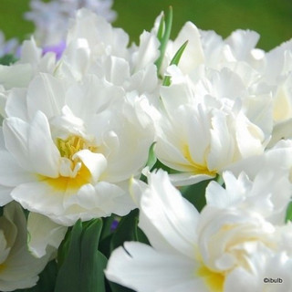 Tulip 'Schoonord' - Bag of 25 bulbs Tulip 'Schoonord' - Bag of 25 bulbs