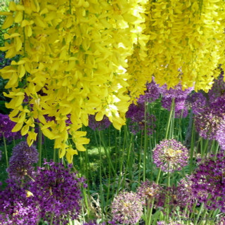 Laburnum x watereri 'Vossii'  POTTED