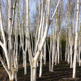 Betula Jacquemontii (Himalayan Birch) BAREROOT