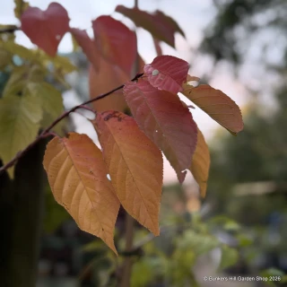 Prunus serrulata 'Taihaku' BAREROOT