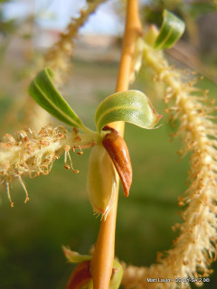 Salix 'Vitellina Pendula' (Weeping Willow) POTTED