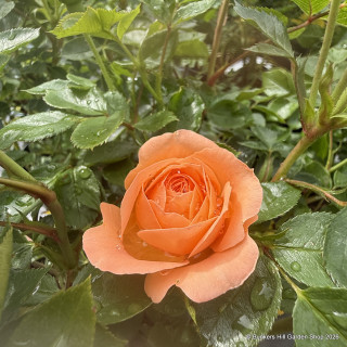 'Sweet Dream' - Patio Rose