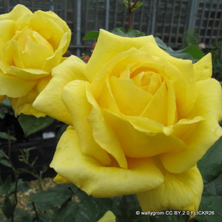 'Sunblest' - Hybrid Tea Rose