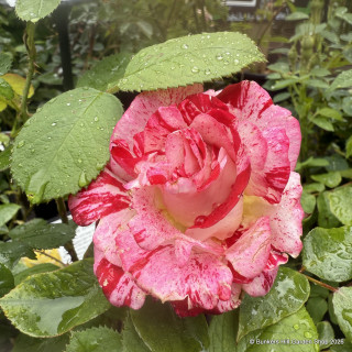 Rock 'n' Roll - Hybrid Tea Rose