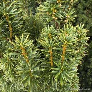 Taxus baccata 'Fastigiata Aurea' (Golden Irish Yew) 175-200cm Rootball