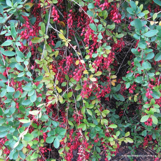 Berberis 'Georgei' 3L