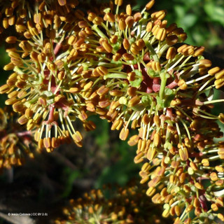 Ceratonia siliqua 2L
