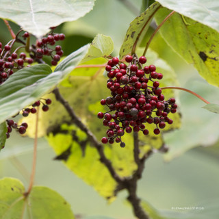 Ideasia polycarpa 5L