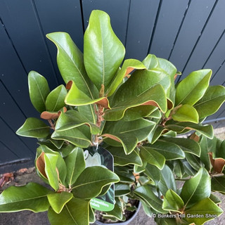 Magnolia grandiflora 'Francois Treyve' 3L