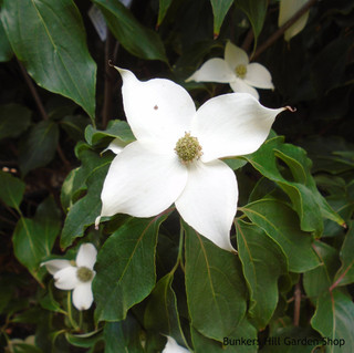 Cornus kousa 'Flower Tower' 10L