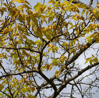 Phellodendron amurenese 7L