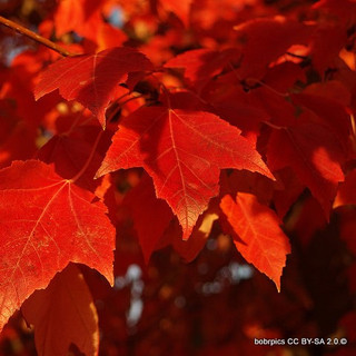 Acer cappadocicum 'Rubrum - POTTED