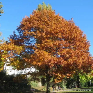 Quercus rubra POTTED