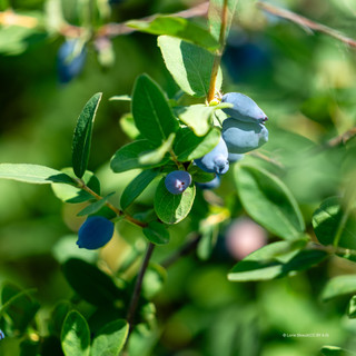 Lonicera Honeyberry 'Honey bee'