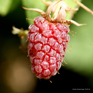 Loganberry thornless 2L