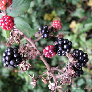 Blackberry himalayan giant 2L