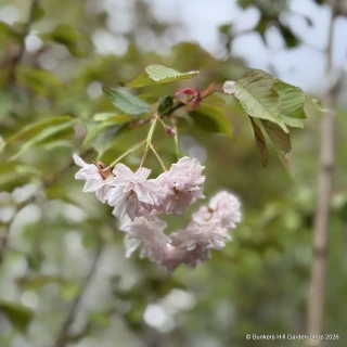 Prunus 'Pink Parasol' (Flowering Cherry) BAREROOT