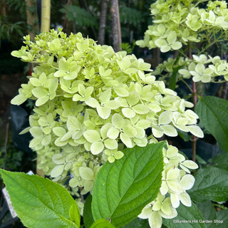 Hydrangea paniculata 'Grandiflora' (7.5L)