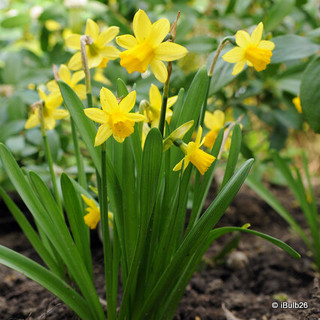 Daffodils 'tete-a-tete' Pot