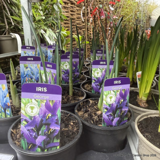 Iris (9cm) - various varieties