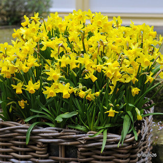 Narcissi 9cm - various varieties