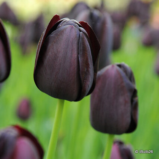 Tulip 'Queen of the night' 1L