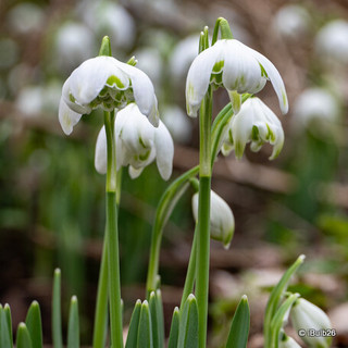 Galanthus 'Flore Pleno' 9cm