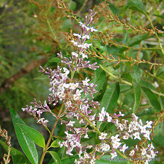 Aloisya citrodora 'Spilsbury Mint' 2L